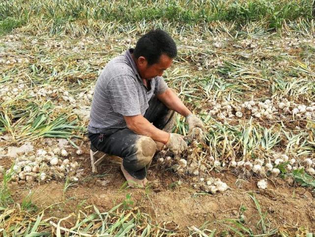 承包大蒜地,一亩地5千元,豪赌新蒜价格,市场行情如何