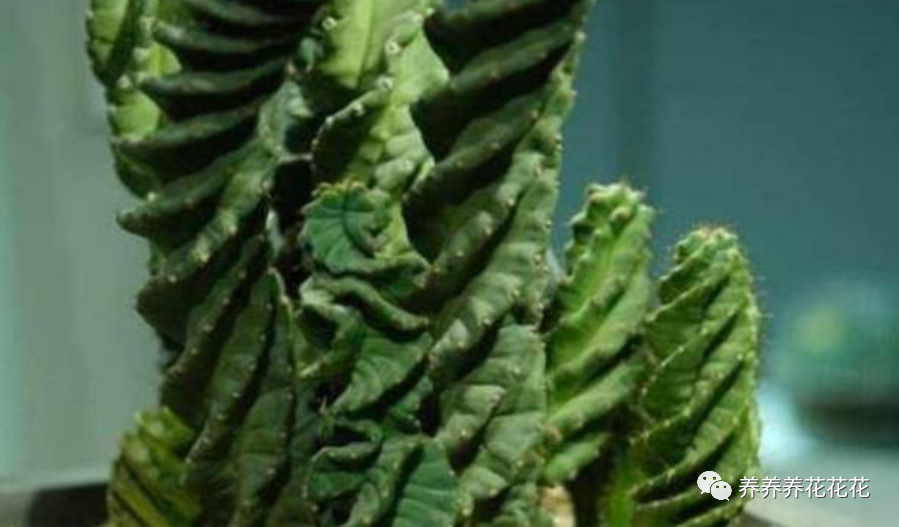 1种植物真奇特,长得像"麻花",扭曲往上卷,原来是"龙卷风"