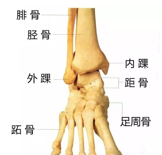 经常跑步的人,一定要坚持做脚踝强化训练!