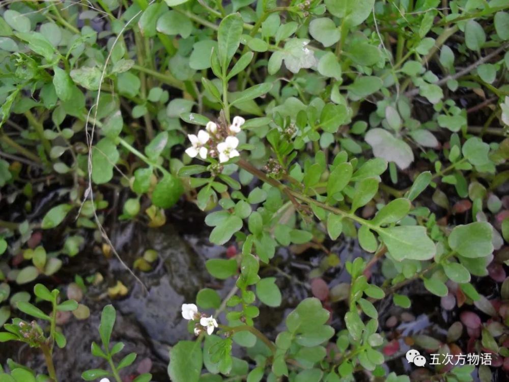 图2:碎米荠 碎米荠不是荠菜,花与荠菜相仿,但果实为长角果,荠菜则为