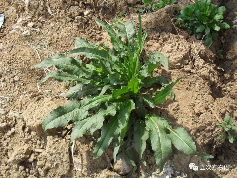 蓼科 图38:巴天酸模 有些地方叫它"野菠菜",因果序会呈现铁锈色,也叫