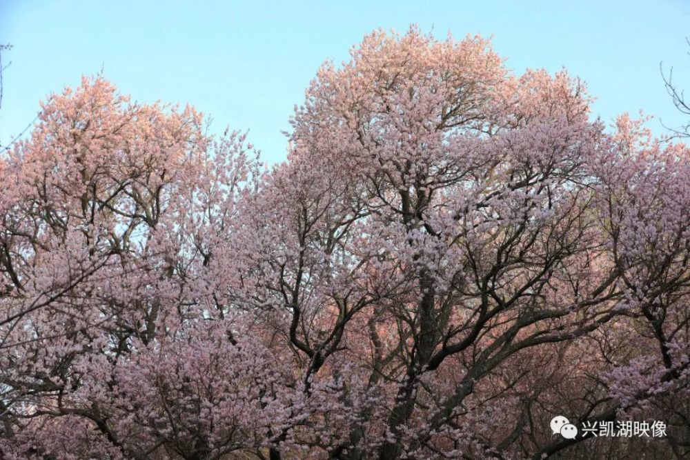 兴凯湖美景:十里杏花——刚刚拍摄归来!