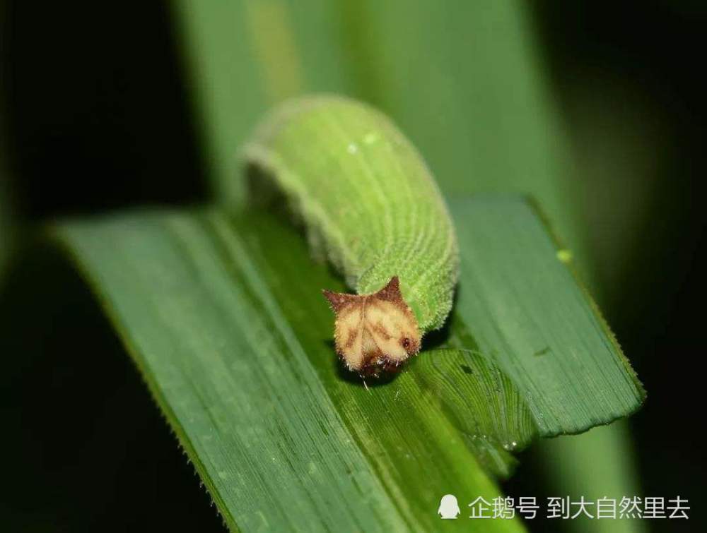 最后一页 稻眉眼蝶的幼虫,像不像一只猫耳朵? (来自:到大自然里去)