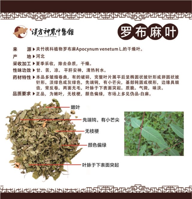 株洲中药:罗布麻叶