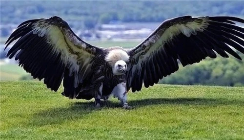 史上体型最大的老鹰,身高超2米,以吃狮子为生,至今没发现其天敌