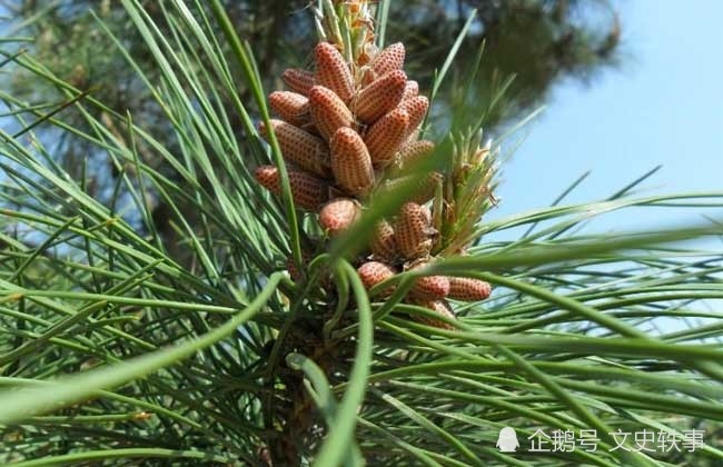 薛涛的松花纸是什么颜色:古人的"松花绿","松花黄"矛盾吗?