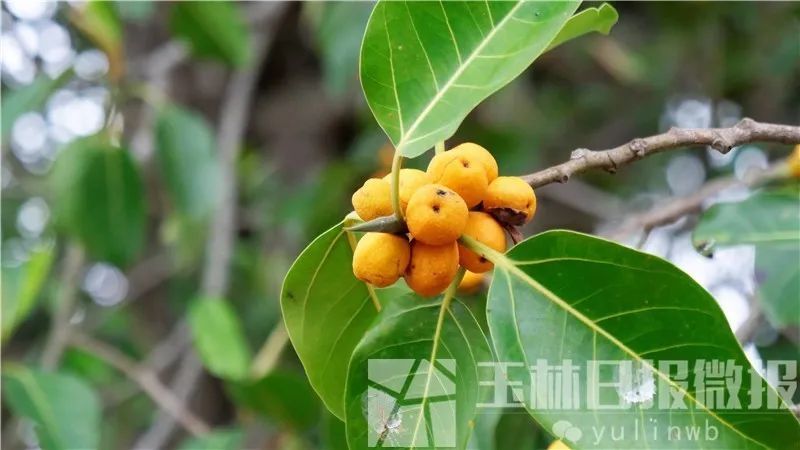 独木成林博白英桥谢樟村有一片奇特的高山榕树群