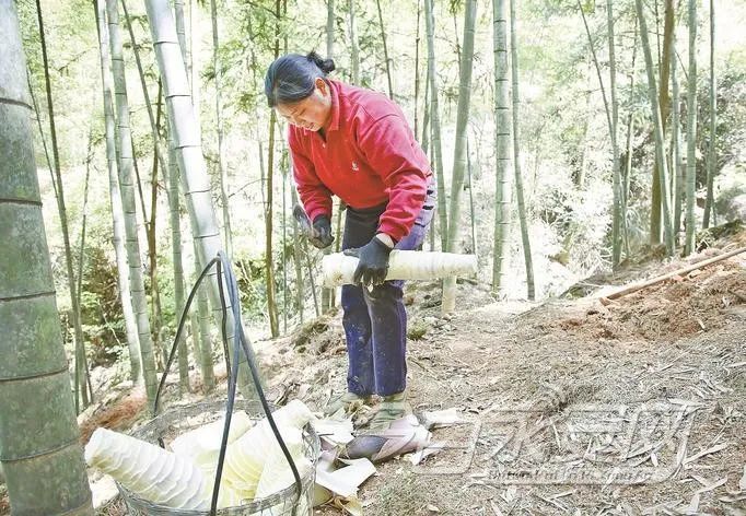 根根翠竹为永安人带来滚滚财富,也让永安这座"中国笋竹之乡"成为"国家