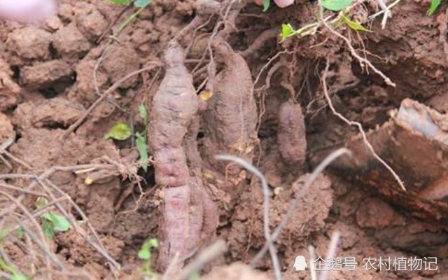 农村一种野草,叶子作饲料,块根却珍贵不凡,见到请珍惜
