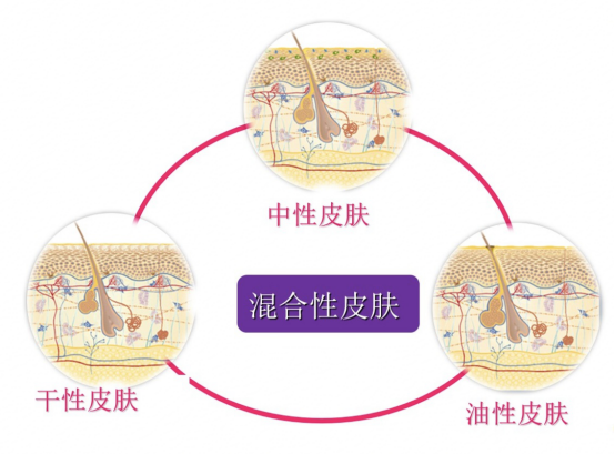 皮肤的类别-皮肤生理学