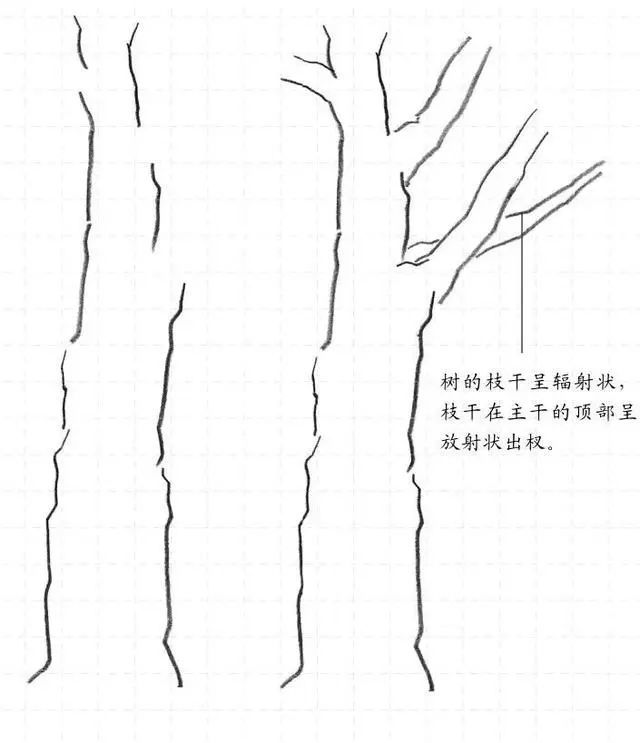 素描基础入门教程:树干的画法