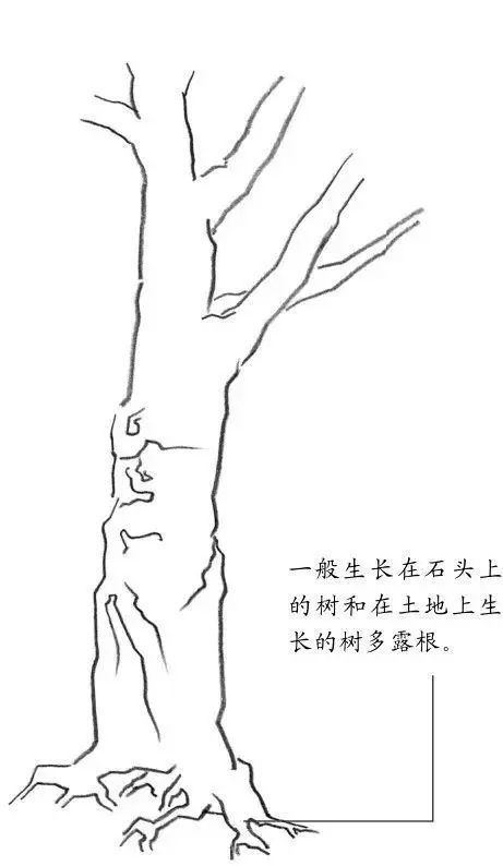 素描基础入门教程:树干的画法