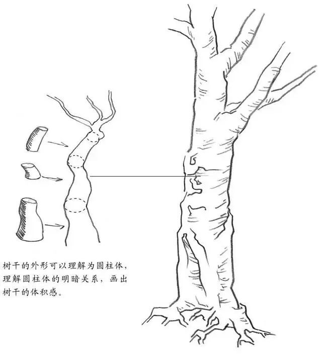 素描基础入门教程:树干的画法