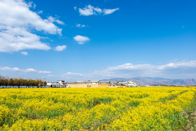 油菜花开的时候,到喜洲游玩,无意间发现百亩油菜花田