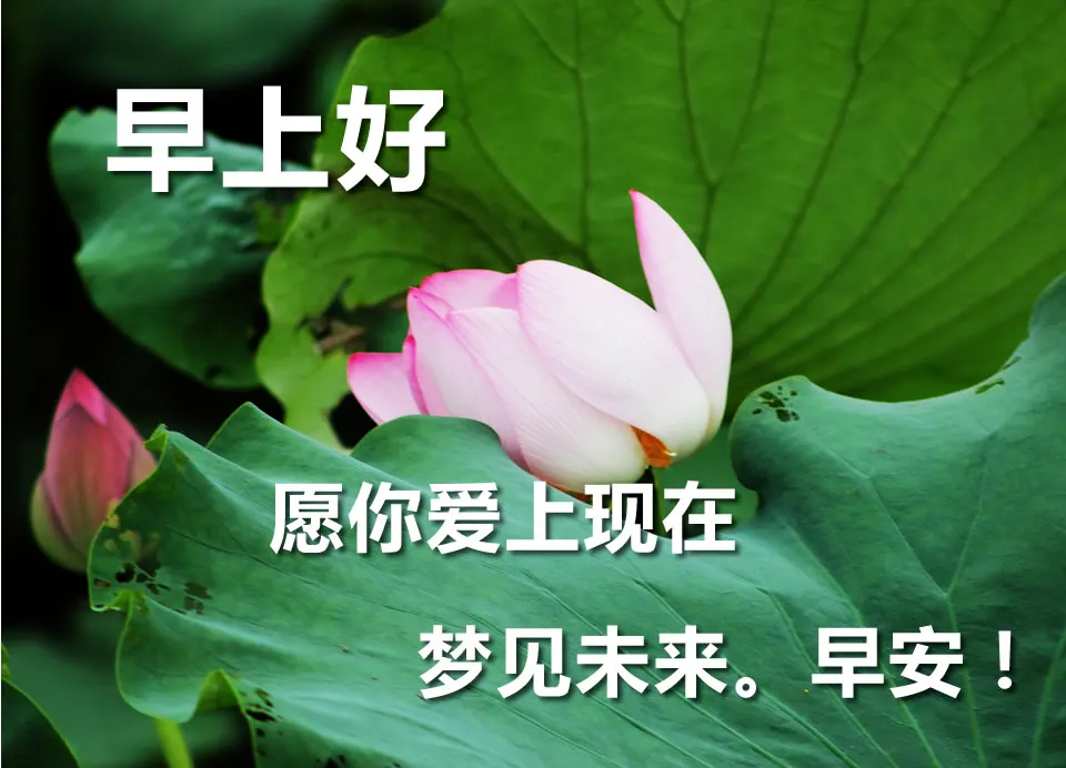 早上好朋友清晨最新早安贴心问候语微信最温馨的早安祝福图片大全