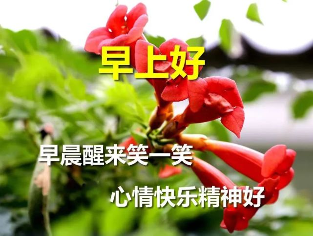 5月16日最新版早安问候语早上好美图,清新漂亮的问候