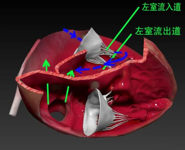 解剖(1)),本期我们接着上期,讲解心脏中的肌袖,欧式脊,冠状静脉窦口