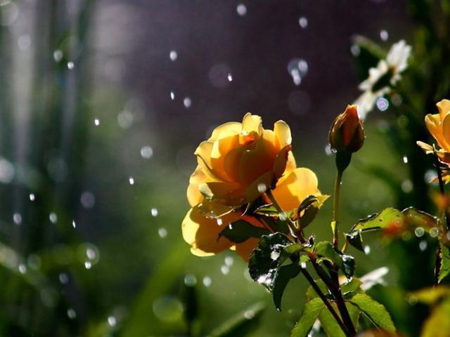 雨中花卉摄影太有意境!雨天从不外出拍摄的你,不知