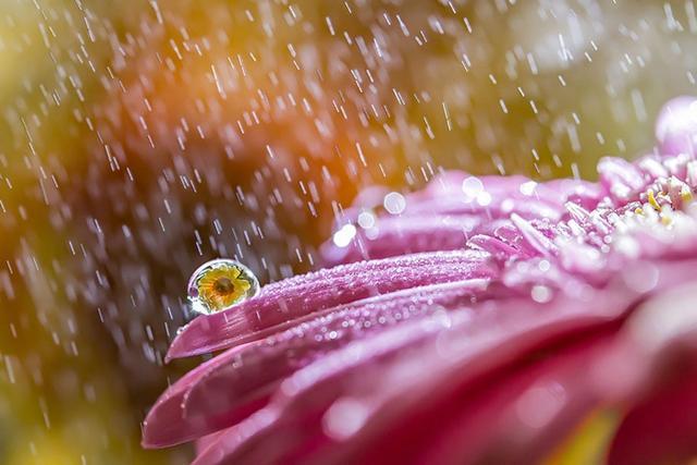 雨中花卉摄影太有意境!雨天从不外出拍摄的你,不知