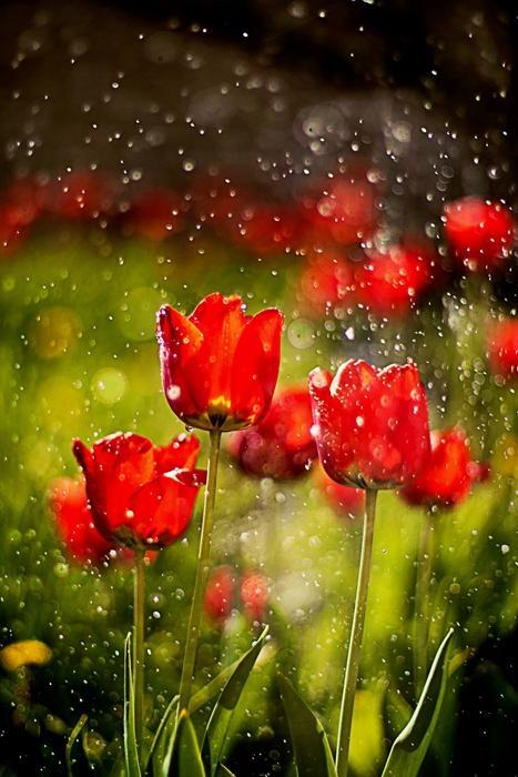 雨中花卉摄影太有意境!雨天从不外出拍摄的你,不知错过多少佳作