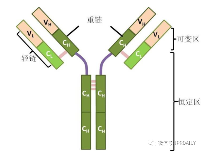 抗体药物专利的创造性探究