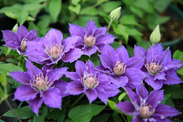 株型小开花却不小的铁线莲啤酒,养护简单,开花又多又