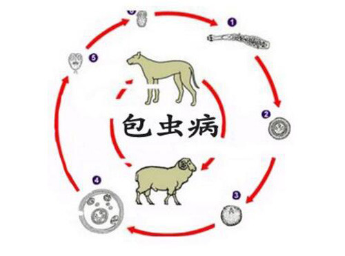 西藏昌都市包虫病人群患病率降至01以下