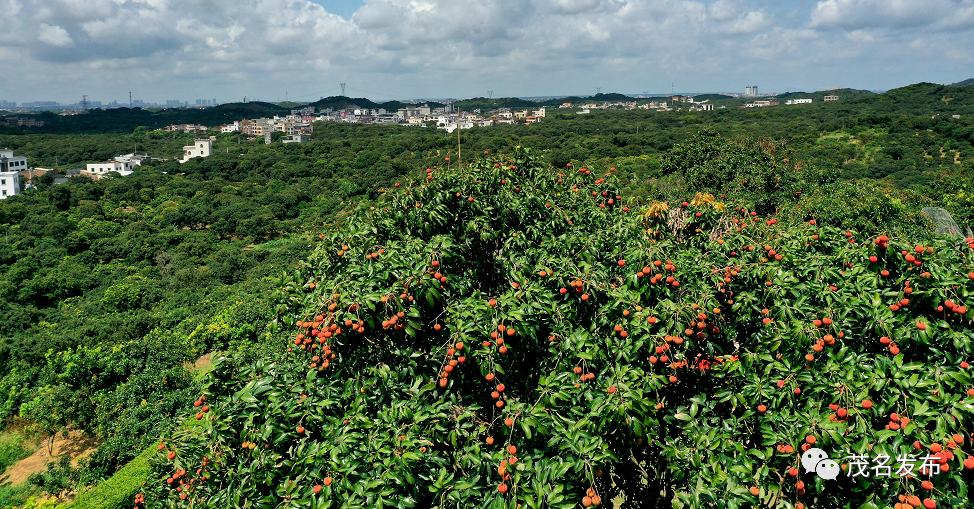 全民给"荔",大唐荔乡"茂名荔枝"名声远扬!