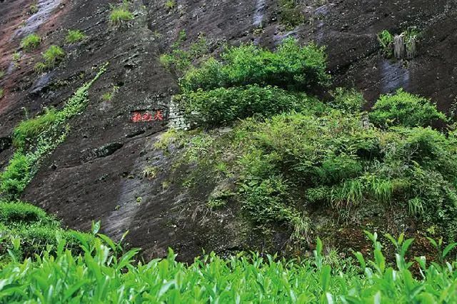 大红袍茶树 图源:武夷山景区官网