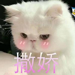 超萌猫咪撒娇表情包 撩死人了!