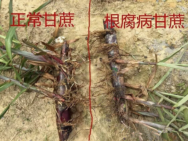 甘蔗黄叶死苗烂根用啥灌根