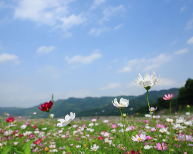 天蓝·江阔·花艳——重庆巴南区木洞河街格桑花开