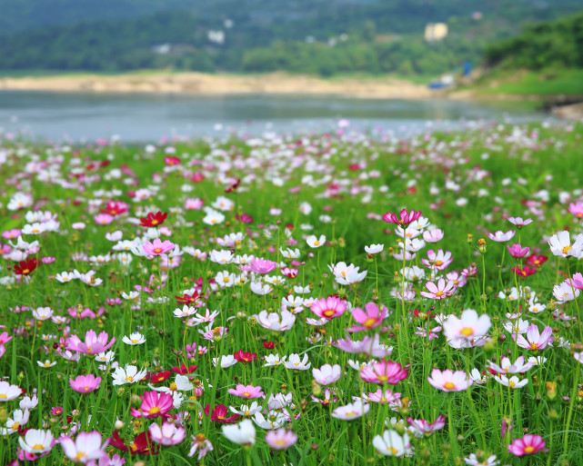 浪漫花海