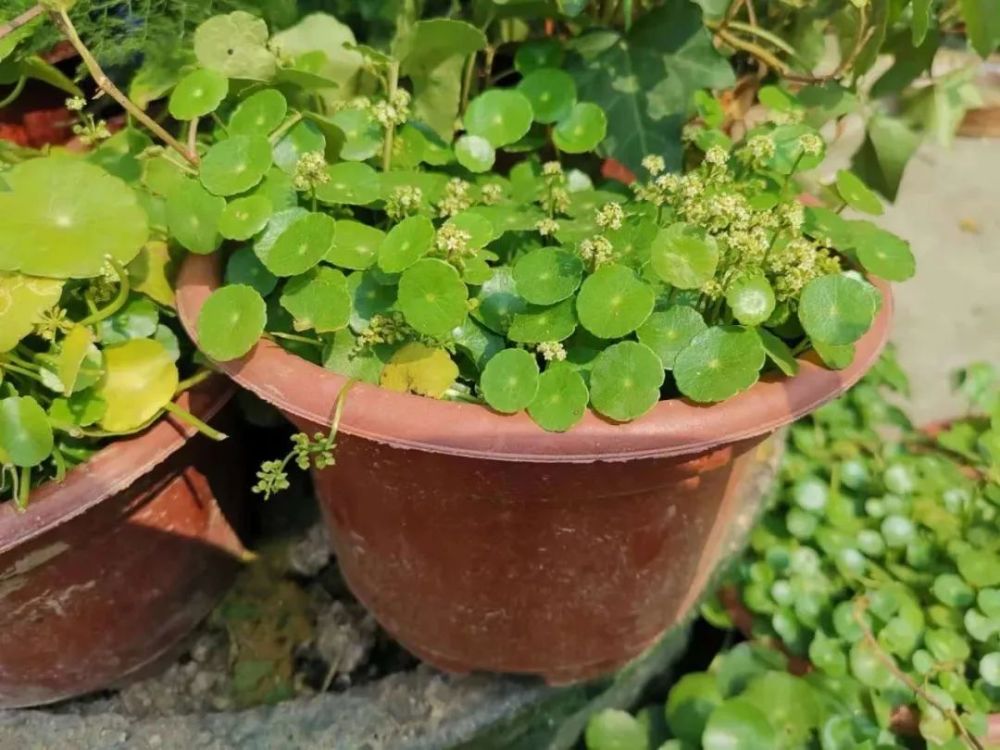 铜钱草也是可以开花的,不过花朵观赏性并不好,就是从生长节点处长出
