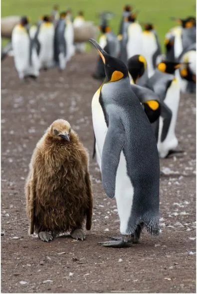 企鹅"托儿所" 随着王企鹅的幼崽逐渐长大,其胃口也逐渐增大,王企鹅