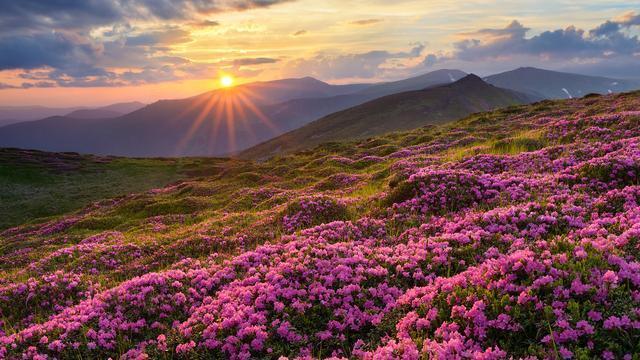 安徽的杜鹃花开了,漫山遍野,万紫千红