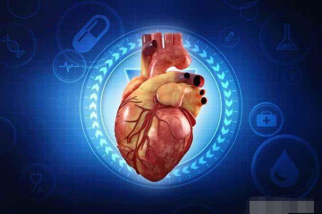 心脏是所有动物必需的器官吗?为什么?
