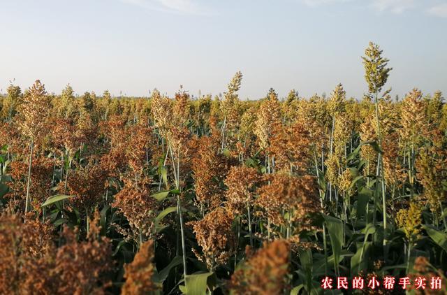 高粱炭疽病难防治,发生轻重和哪些因素有关?种植户