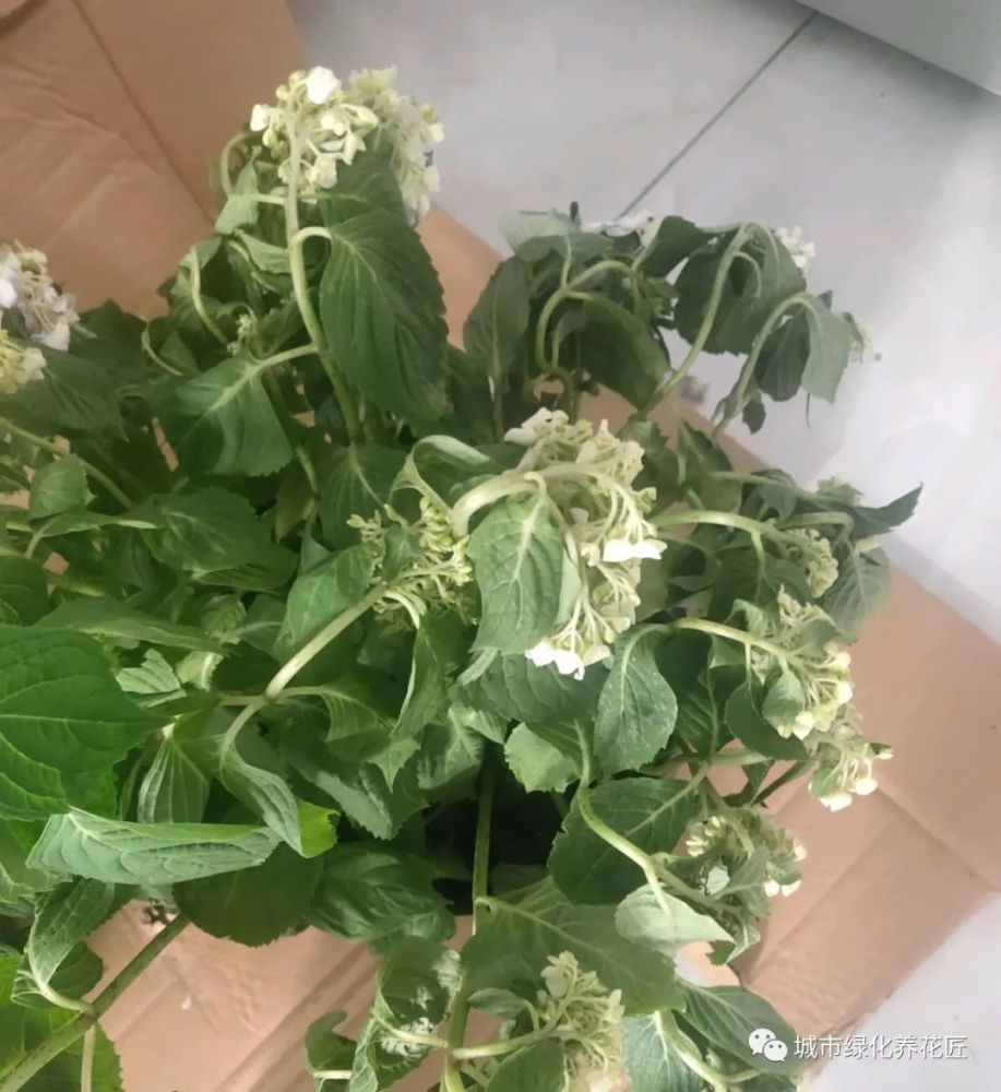 温度太高,千万不能直射暴晒,这样很容易晒伤,出现的就是晒伤叶子,花朵