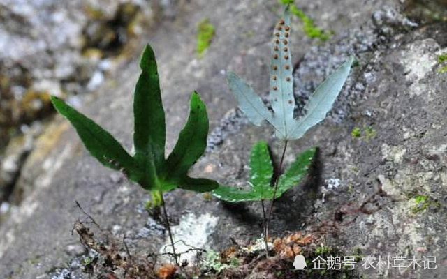 石头上一种野草,名为"七星剑",价值126元一斤,你们认识吗?