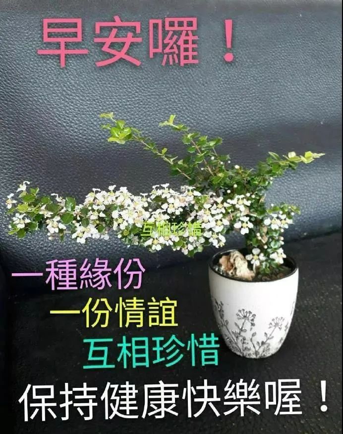 清晨早安,许下一个愿望,希望大家的生活里,阳光一片,精彩无限