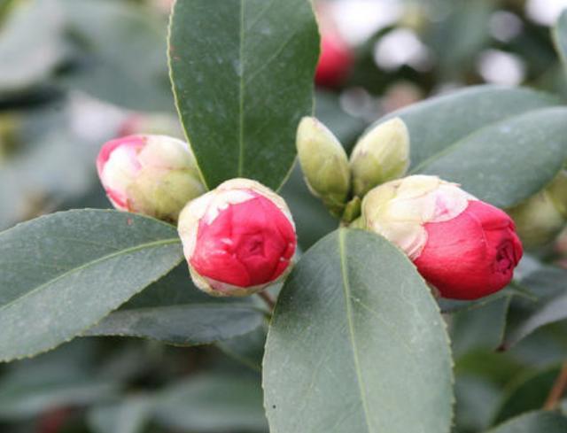 入夏后茶花怎么养?注意3个细节,新叶不断长,来年一树繁花