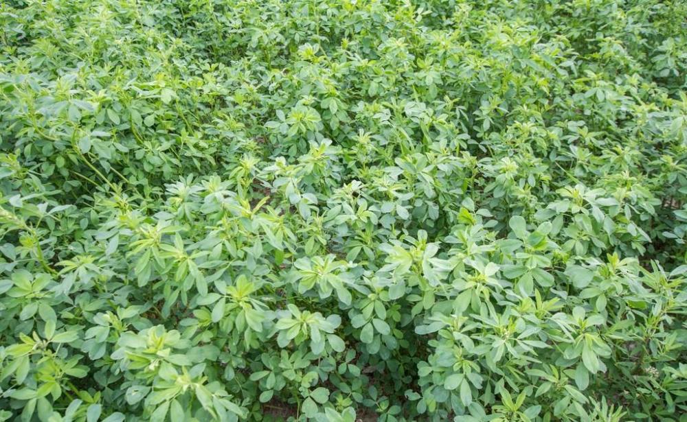 多年生"牧草之王"紫花苜蓿种子怎么种,种植过程很讲究