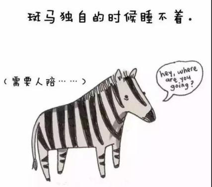 斑马很没安全感,只有自己一个的话会睡不着……孤单的时候你会想起谁