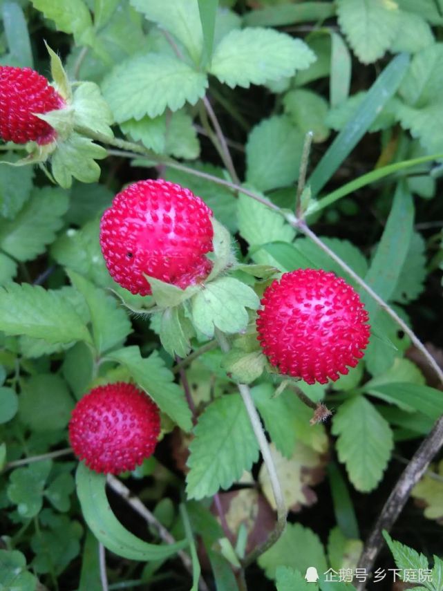 乡下2种"野草莓",1种受青睐,另1种食用要注意,早知早