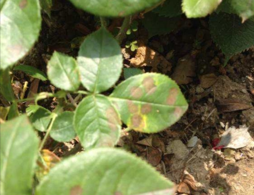 月季锈病也是主要病害之一, 锈斑病的发病初期会在叶背面会出现黄