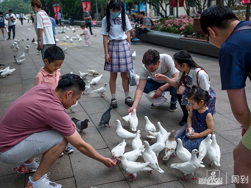 周末到人民广场喂鸽子鸽子撒欢人快乐