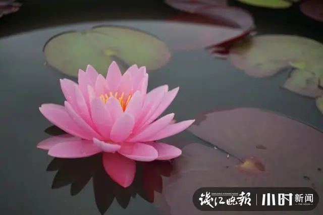 昼开夜合,杭州植物园100多种睡莲进入盛花期