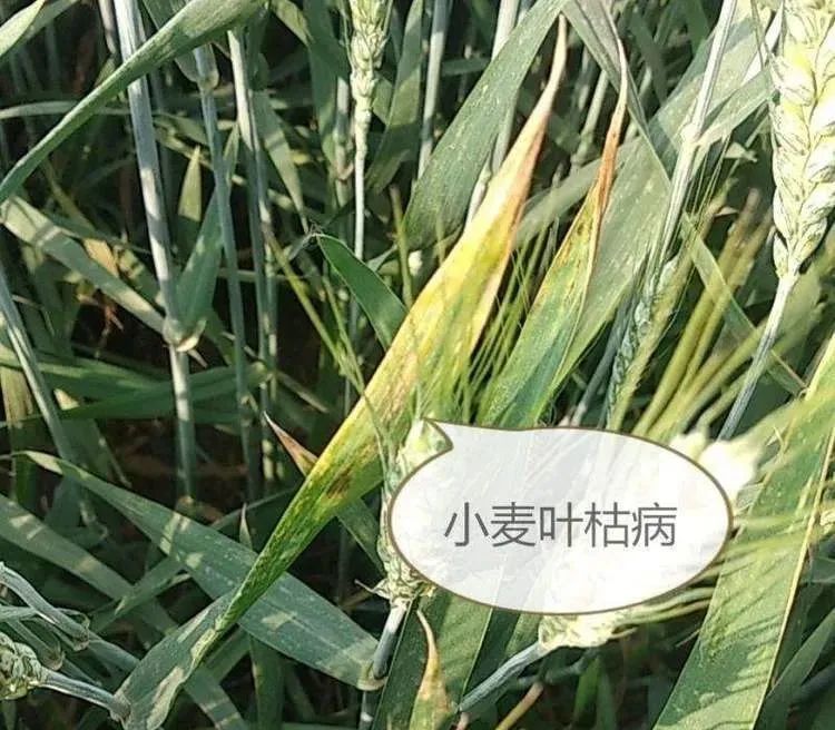 小麦发黄的又一主要原因:小麦叶枯病