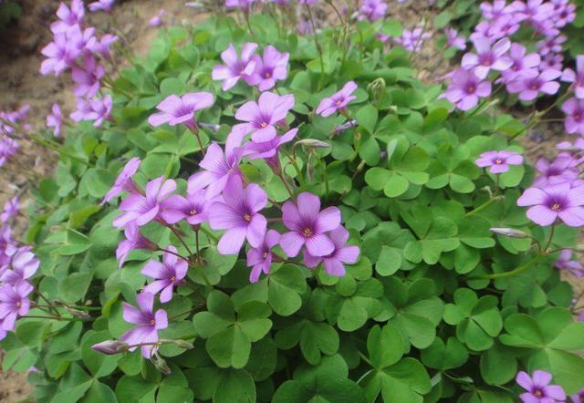 路边的紫花叫"红花三叶草",生命力旺盛开花一片,观赏